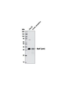 Cell Signaling Apoe (Pan) (D7i9n) Rabbit mAb