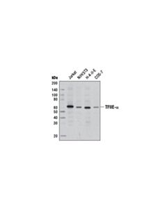 Cell Signaling Tfiie-Alpha Antibody