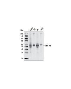Cell Signaling TNF-R1 (D3I7K) Rabbit mAb 20 uL