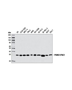 Cell Signaling Psmg1/Pac1 Antibody