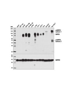Cell Signaling Sirpalpha/Shps1 (D6i3m) Rabbit mAb