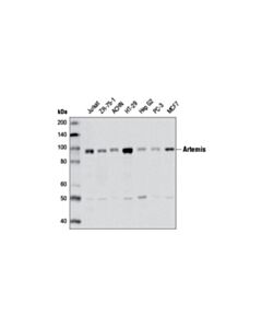 Cell Signaling Artemis (D7o8v) Rabbit mAb