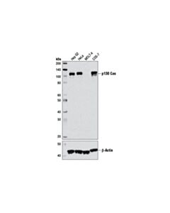 Cell Signaling P130 Cas (E1l9g) Rabbit mAb