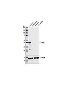 Cell Signaling Cyp3a4 (D9u6n) Rabbit mAb