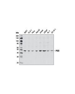 Cell Signaling Pgd Antibody