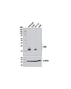 Cell Signaling Cd9 (D3h4p) Rabbit mAb