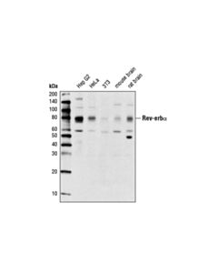 Cell Signaling Rev-Erbalpha (E1y6d) Rabbit mAb