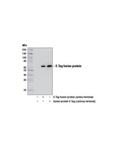 Cell Signaling E-Tag Antibody