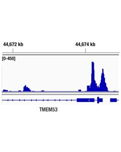 Cell Signaling Brd4 (E2a7x) Rabbit mAb