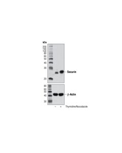 Cell Signaling Securin (D2b6o) Rabbit mAb
