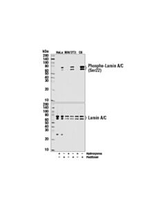 Cell Signaling Phospho-Lamin A/C (Ser22) (D2b2e) Xp Rabbit mAb