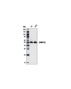 Cell Signaling Dnmt3l (E1y7q) Rabbit mAb (Mouse Specific)