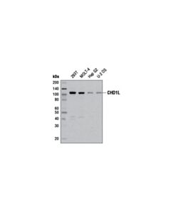 Cell Signaling Chd1l (E1i8c) Rabbit mAb
