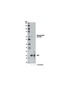 Cell Signaling Phospho-Akt1 (Ser129) (D4P7F) Rabbit mAb 20 uL