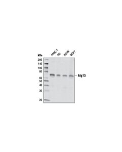 Cell Signaling Atg13 (E1y9v) Rabbit mAb
