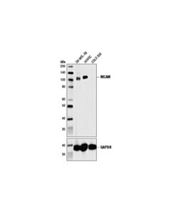 Cell Signaling Mcam (P1h12) Mouse mAb