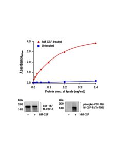 Cell Signaling PathScan ® RP Phospho-CSF-1R/M-CSF-R (panTyr) Sandwich ELISA Kit