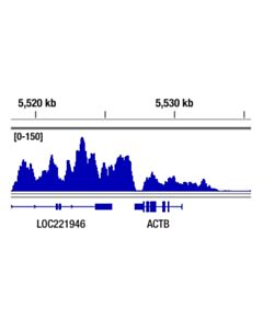 Cell Signaling Phospho-Rpb1 Ctd (Ser2) (E1z3g) Rabbit mAb