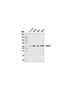 Cell Signaling Lxr-Beta (D6m9d) Rabbit mAb