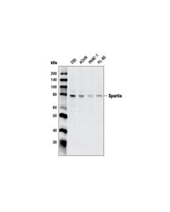 Cell Signaling Spartin Antibody
