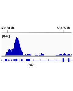 Cell Signaling Phospho-Rpb1 Ctd (Ser5) (D9n5i) Rabbit mAb