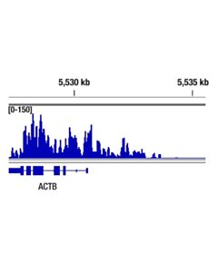 Cell Signaling Phospho-Rpb1 Ctd (Ser2/Ser5) (D1g3k) Rabbit mAb