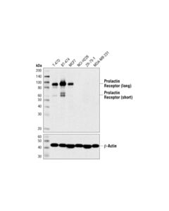 Cell Signaling Prolactin Receptor (D4a9) Rabbit mAb