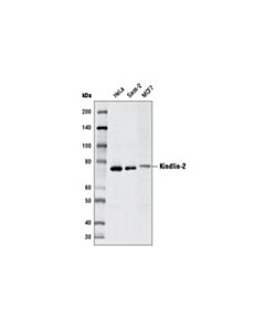 Cell Signaling Kindlin-2 Antibody