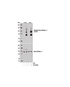 Cell Signaling Phospho-Na,K-Atpase Alpha1 (Tyr10) (E1y9c) Rabbit mAb