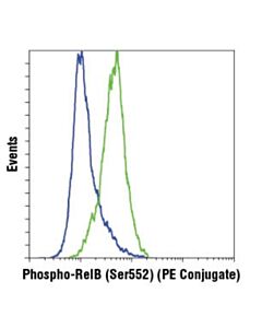 Cell Signaling Phospho-Relb (Ser552) (D41b9) Xp  Rabbit mAb (PE Conjugate)