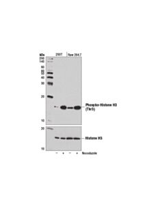Cell Signaling Phospho-Histone H3 (Thr3) (D5g1i) Rabbit mAb
