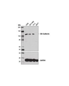 Cell Signaling Ob-Cadherin (16g5) Mouse mAb