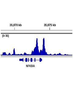 Cell Signaling NF-kappaB1 p105/p50 (D4P4D) Rabbit mAb 20 uL