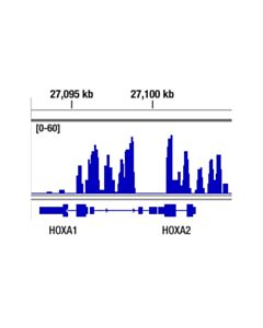 Cell Signaling Jarid2 (D6m9x) Rabbit mAb