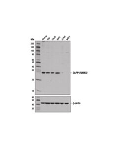 Cell Signaling Dapp1/Bam32 (D9k4o) Rabbit mAb