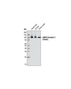Cell Signaling Ampa Receptor 2 (Glua2) (E1l8u) Rabbit mAb
