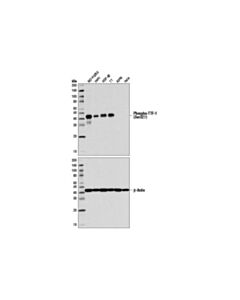 Cell Signaling Phospho-Ttf-1 (Ser327) Antibody