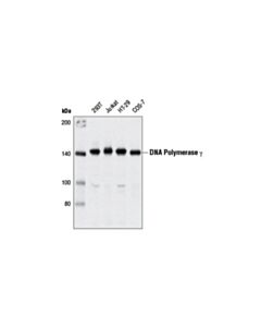 Cell Signaling Dna Polymerase Gamma (D1y6r) Rabbit mAb
