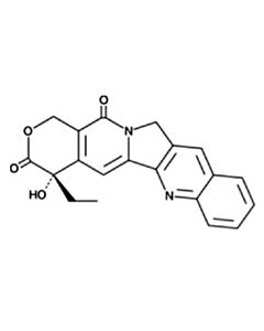 Cell Signaling Camptothecin