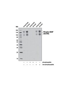 Cell Signaling Phospho-Gkap (Ser346) Antibody