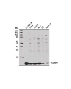 Cell Signaling Vamp3 Antibody
