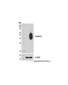 Cell Signaling Langerin (D9h7r) Xp Rabbit mAb