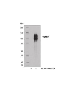 Cell Signaling Vcam-1 (E1e8x) Rabbit mAb