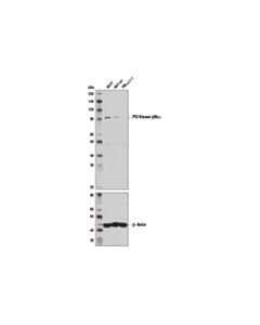 Cell Signaling Pi3 Kinase P85alpha (6g10) Mouse mAb