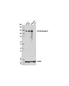 Cell Signaling Toll-Like Receptor 9 (D9m9h) Xp Rabbit mAb