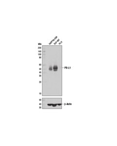 Cell Signaling Pd-L1 (E1l3n ) Xp Rabbit mAb