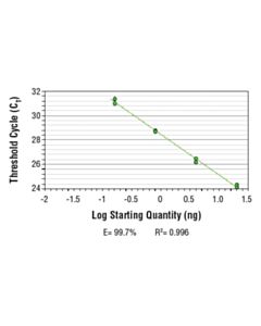 Cell Signaling Simplechip Mouse B-Myb Intron 2 Primers