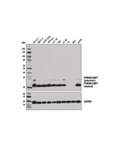 Cell Signaling PSMB8/LMP7 (1A5) Mouse mAb 20 uL