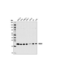 Cell Signaling Mob1 (E1n9d) Rabbit mAb