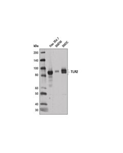 Cell Signaling Toll-like Receptor 2 (E1J2W) Rabbit mAb 20 uL